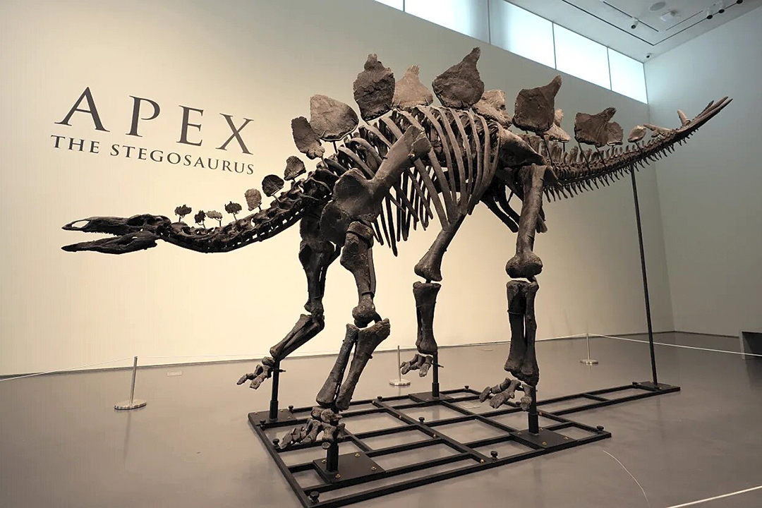 Un estegosaurio apodado Apex será subastado en Nueva York