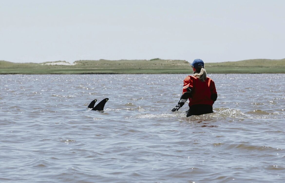 100 delfines rescatados de la marea baja en Cape Cod, EU.