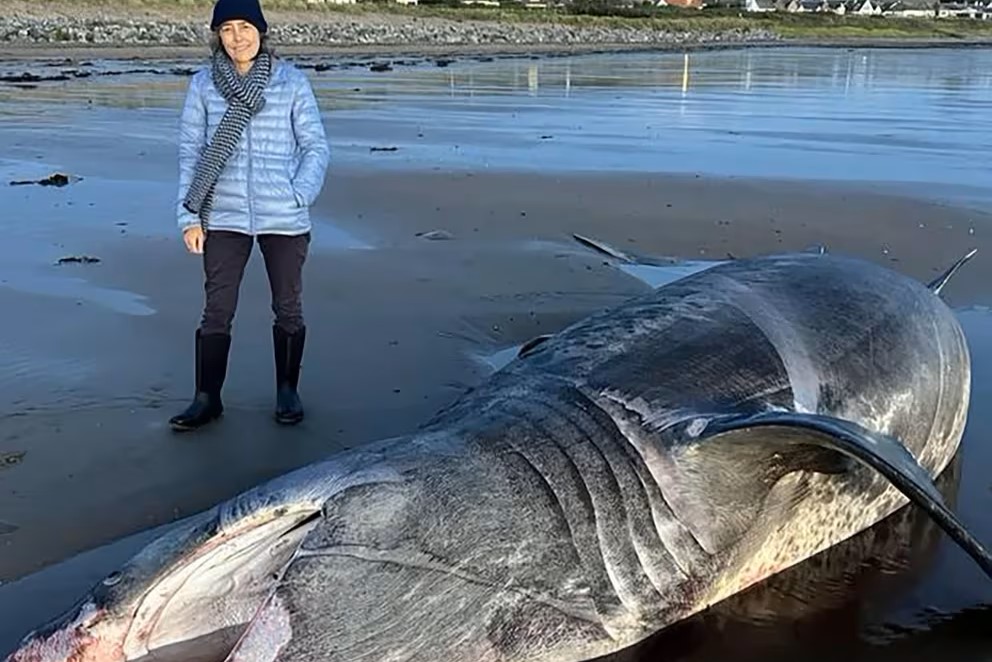 Un tiburón de 24 pies aparece en la costa del Reino Unido