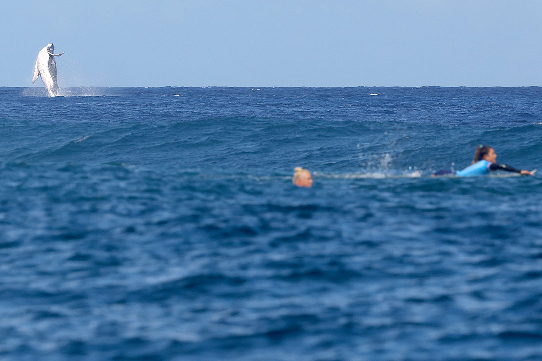 Una ballena se roba el show en las semifinales de Surf