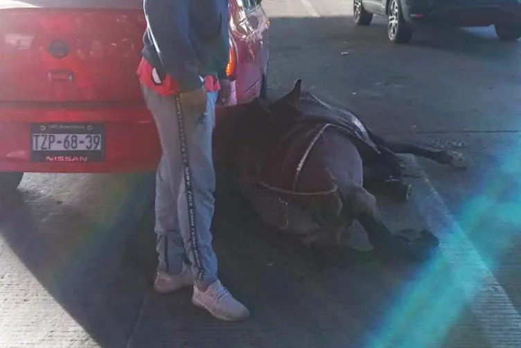 Atropellan a caballo en la México-Puebla