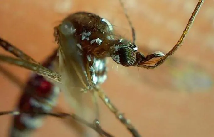 Casos de dengue en Puebla ascienden a más de mil 400 en 2024