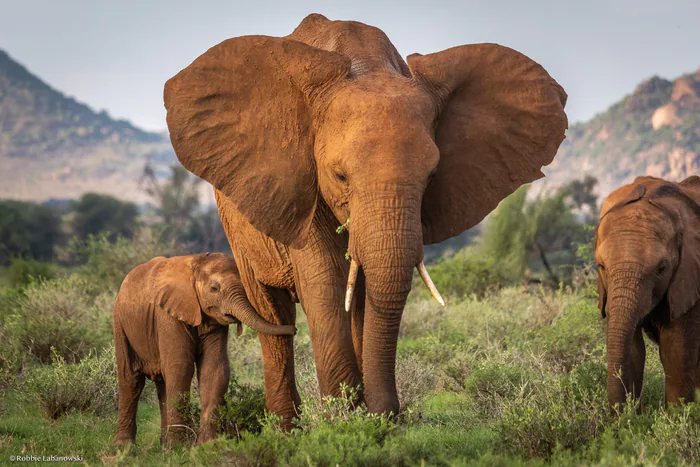 Namibia matará a más de 700 animales salvajes, como elefantes, para paliar hambruna