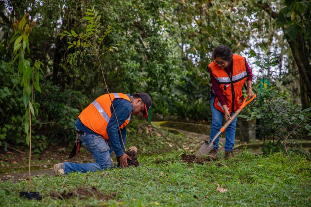 ¡Asiste a la 32ª Jornada Comunitaria 👩🌾👨🏻🌾 de este sábado! ¡Sigamos plantando árboles y cuidando el medio ambiente! 🌳🌿#TrabajoYTransparencia#MedioAmbienteXalapa#Reforestación#Xalapa pic.twitter.com/PYewD1RWKp— Ayuntamiento de Xalapa (@AytoXalapa) August 10, 2024