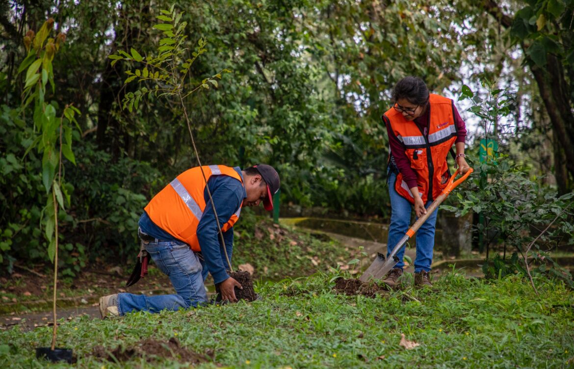 Este sábado, Primera Jornada de reforestación en congregaciones