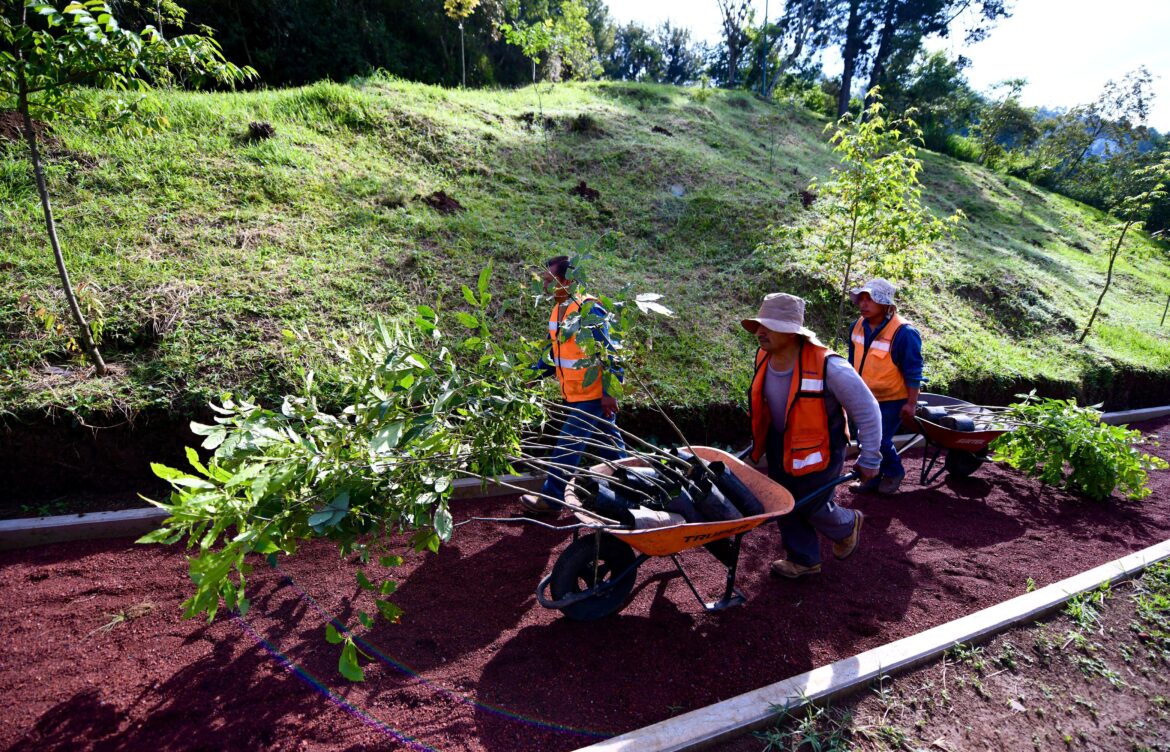 Realiza Dirección de Medio Ambiente Jornada de Reforestación