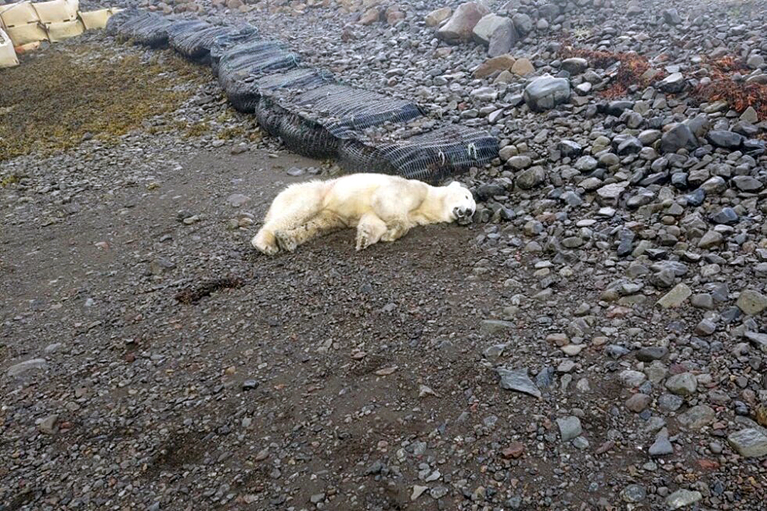 Policía abate a oso polar en las costas de Islandia