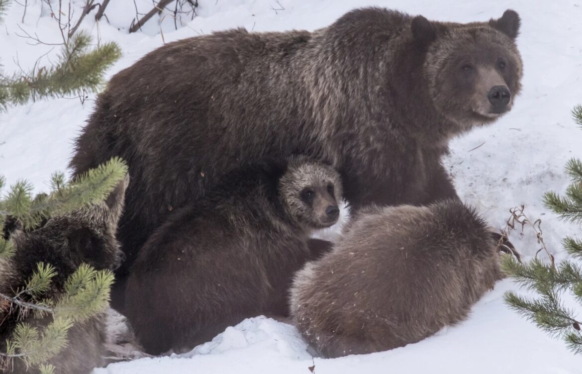 Un oso grizzly de fama mundial murió atropellado en Wyoming