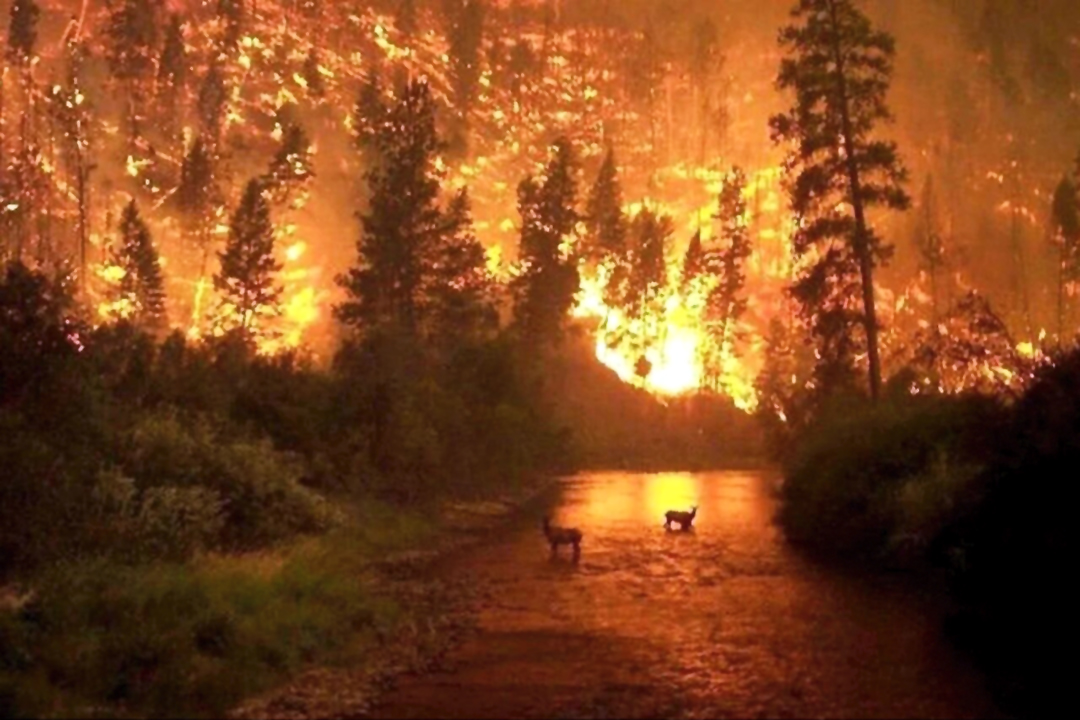 Bomberos combaten masivos incendios forestales en Wyoming