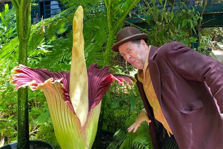 Gigante “flor cadáver”, que apesta a carne podrida, florece después de una década