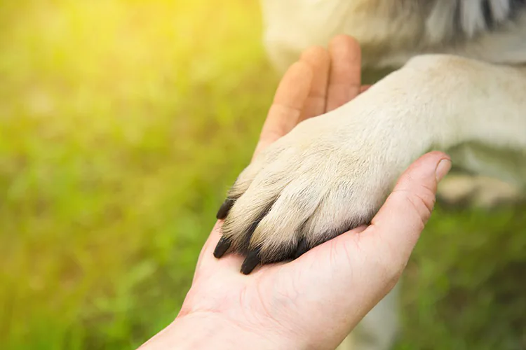 Avala Congreso de Veracruz reforma federal de protección animal