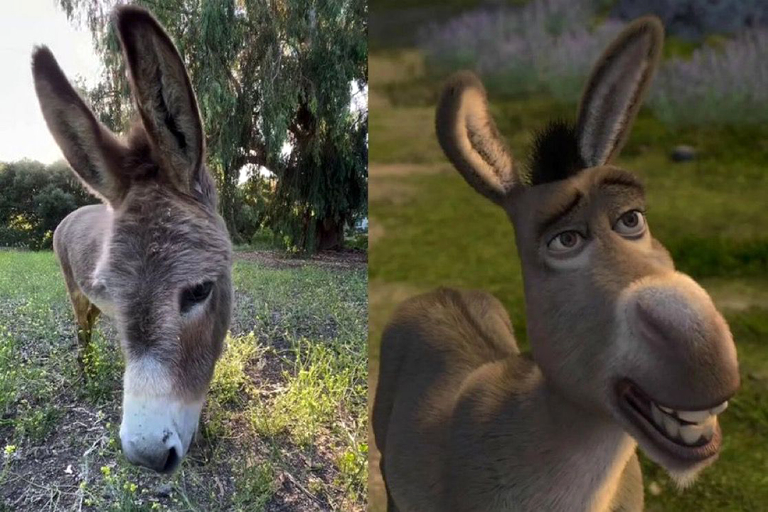 Fallece Perry, el burro que inspiró a Burro de ‘Shrek’