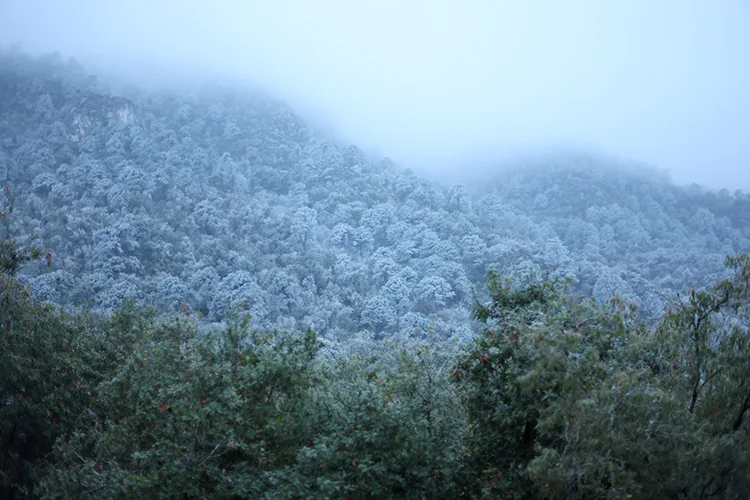 ¡Parque Ecológico Chipinque se cubre de hielo! Reportan temperaturas bajo cero