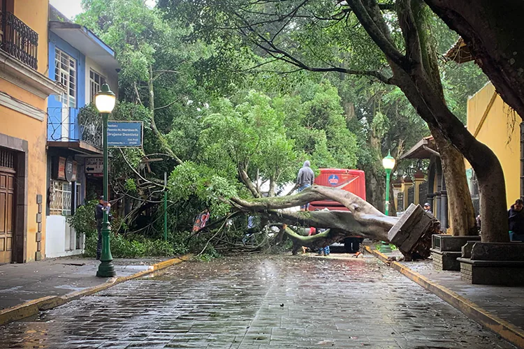 En Coatepec, cae árbol histórico de la zona centro | Fotos