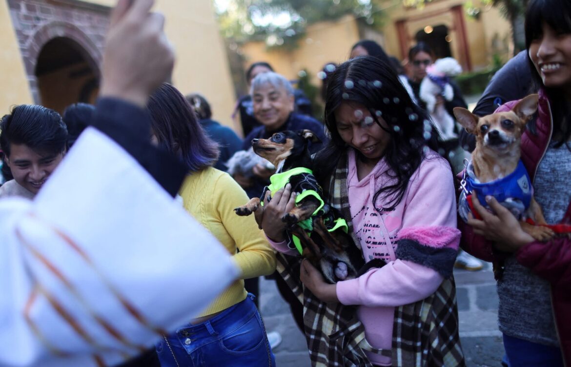 Bendición de mascotas en honor a San Antonio Abad reúne a miles en todo México