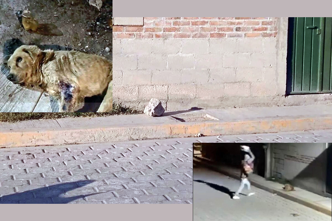 Detienen al agresor del perrito “Huesitos” en Santiago Miahuatlán