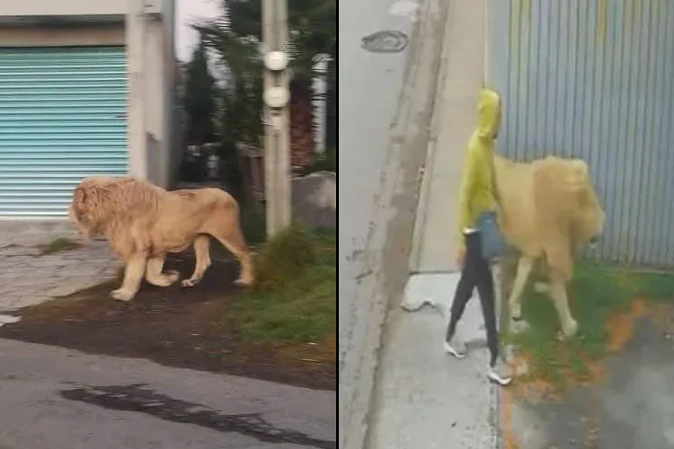 Aparece león paseando en Ocoyoacac, Estado de México | Video