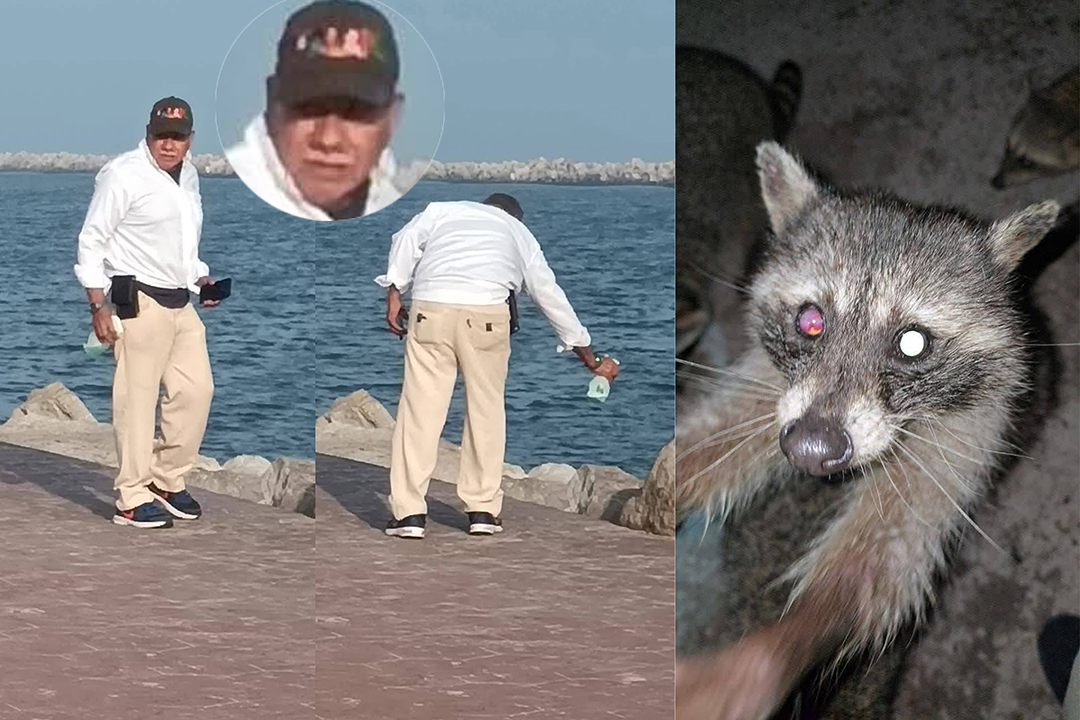 Denuncian maltrato animal: Captan a hombre rociando químicos a mapaches en Playa Miramar, Tamaulipas