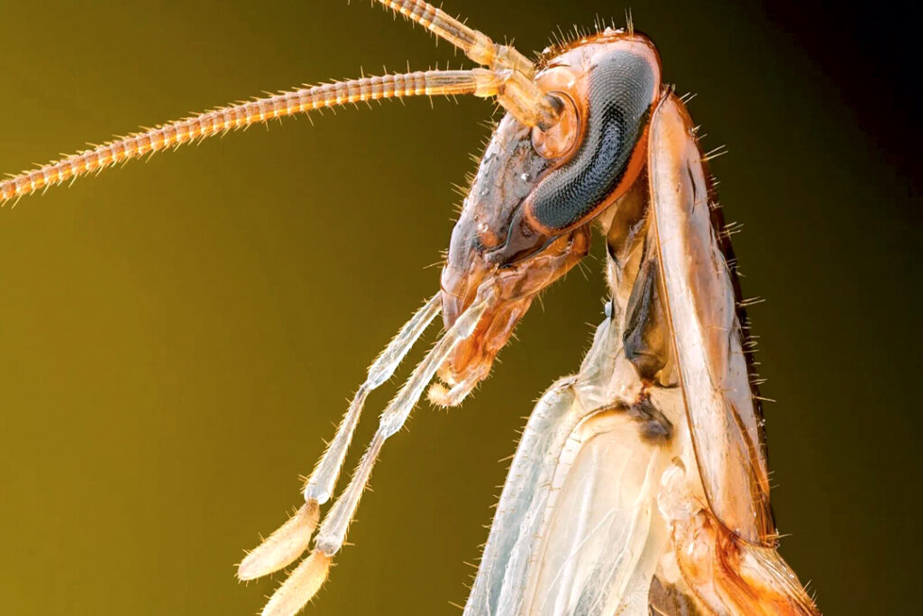 érida, Yucatán.— Las altas temperaturas que azotan Yucatán no solo han elevado el malestar entre la población, sino también la proliferación de cucarachas, insectos cuya presencia ha derivado en un incremento inusual de mordeduras a personas, según reportes recientes. Especialistas y autoridades sanitarias advierten que estos casos, aunque poco comunes, representan un riesgo para la salud debido a las bacterias que transportan estos animales, como la salmonela, vinculada a enfermedades gastrointestinales. De acuerdo con testimonios médicos, las cucarachas suelen morder cuando se sienten amenazadas o ante infestaciones severas en viviendas. Sus mordeduras, además de dolorosas, dejan secreciones que pueden provocar reacciones alérgicas, infecciones cutáneas e incluso síntomas como fiebre, diarrea y vómitos. “La combinación de calor y falta de limpieza crea un ambiente ideal para su reproducción. Es crucial mantener los espacios libres de residuos y humedad”, explicó un epidemiólogo local. ¿Por qué son peligrosas? Las cucarachas son vectores de patógenos debido a su contacto con basura y materia en descomposición. Entre las enfermedades asociadas destacan: Infecciones por salmonela. Cuadros de diarrea aguda. Dermatitis y lesiones en la piel. Fiebre y deshidratación por vómitos. Recomendaciones ante una mordedura Autoridades sanitarias sugieren seguir estos pasos si ocurre una mordedura: Limpieza inmediata: Lavar la zona con agua y jabón para reducir el riesgo de infección. Aliviar el malestar: Aplicar compresas frías o cremas antihistamínicas para disminuir la inflamación. Vigilancia: Observar si aparecen enrojecimiento, hinchazón persistente o pus. Atención médica: Acudir a un centro de salud si hay signos de alergia grave o infección. Prevención, la clave Para evitar infestaciones, se recomienda: Sellado de grietas en paredes y pisos. Eliminar acumulación de agua y restos de comida. Usar repelentes autorizados y trampas en áreas críticas. Mientras Yucatán enfrenta una de sus temporadas más calurosas, la población debe redoblar esfuerzos para prevenir la convivencia con estos insectos, cuyos impactos van más allá de lo anecdótico. La alerta sanitaria sigue vigente. Con información de autoridades locales de salud. Nota: Este artículo es informativo y no sustituye asesoría médica profesional. En caso de emergencia, contacte a su médico.