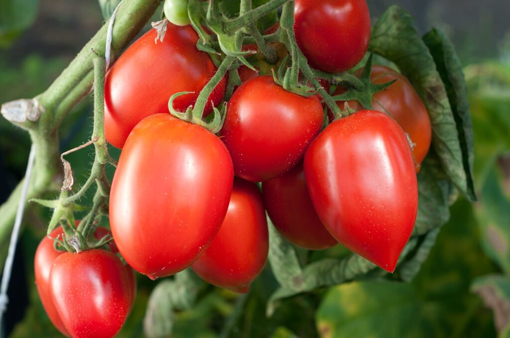 El gobierno de Estados Unidos anunció este lunes la imposición de un arancel del 20.91% a la mayoría de las importaciones de tomate (jitomate) procedentes de México, poniendo fin a un acuerdo comercial vigente desde 2019. La medida, que entrará en vigor el 14 de julio, responde a reclamos de productores estadounidenses que alegan competencia desleal por parte de México.