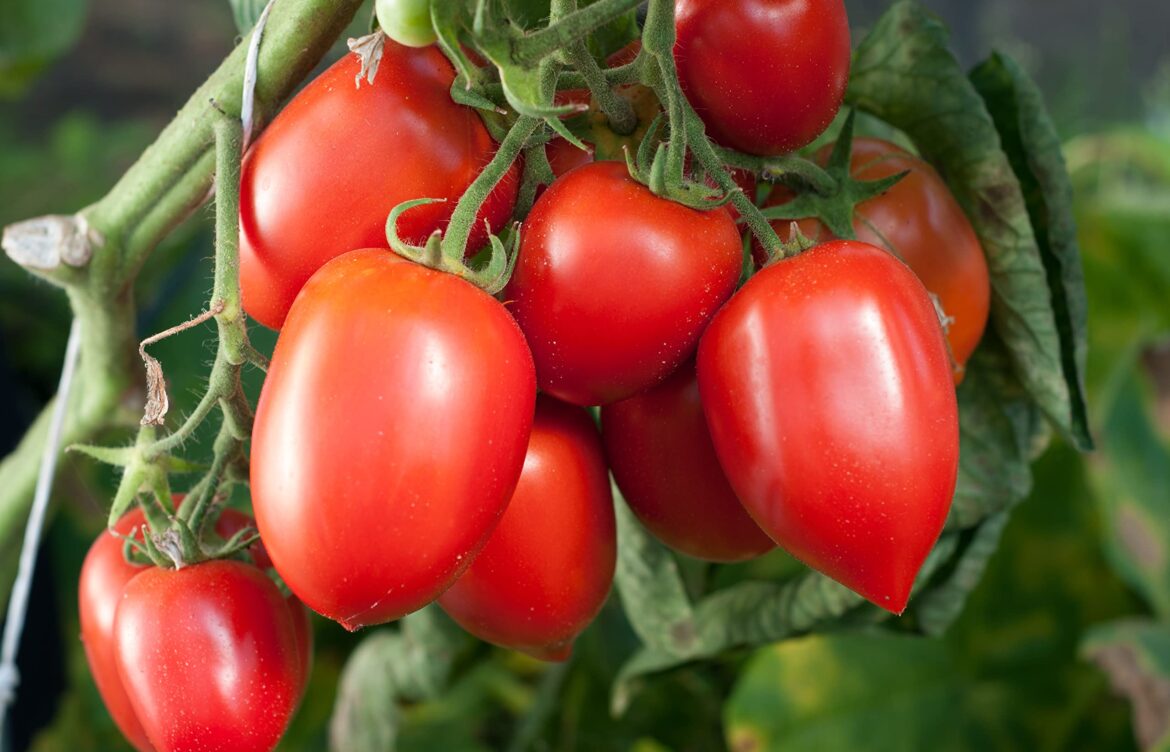 EU impone arancel del 21% a tomates mexicanos tras romper acuerdo comercial