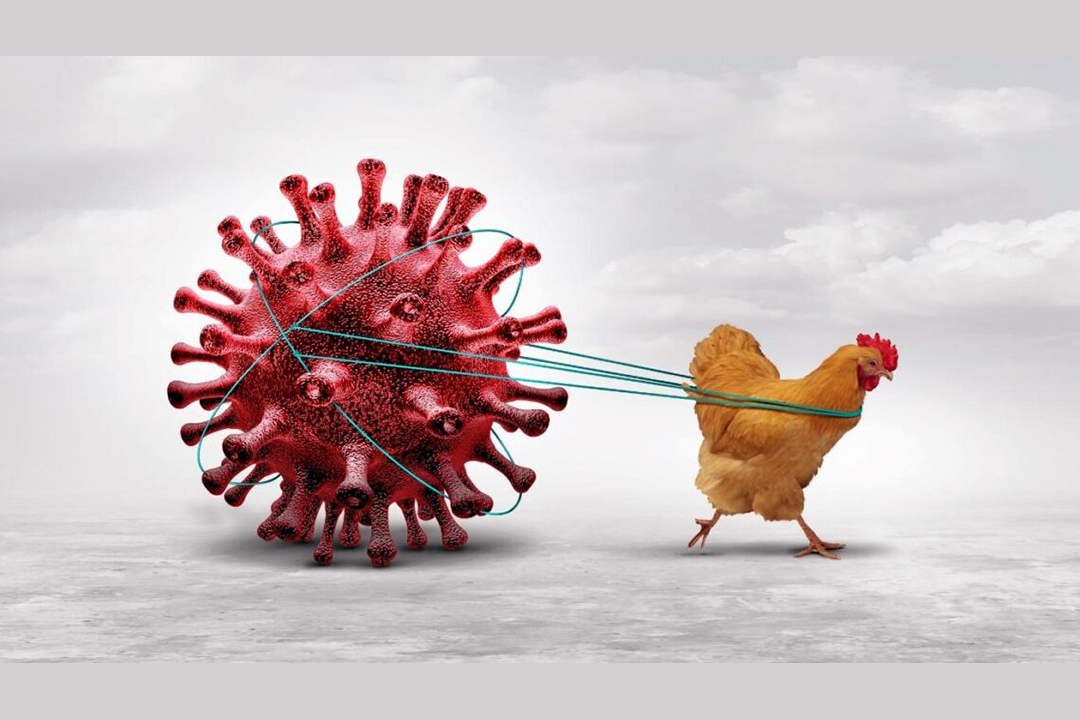 Primer caso humano de influenza aviar A(H5N1) detectado en México