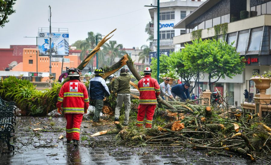 Atiende PC Municipal desgajamiento de árbol en el parque Juárez