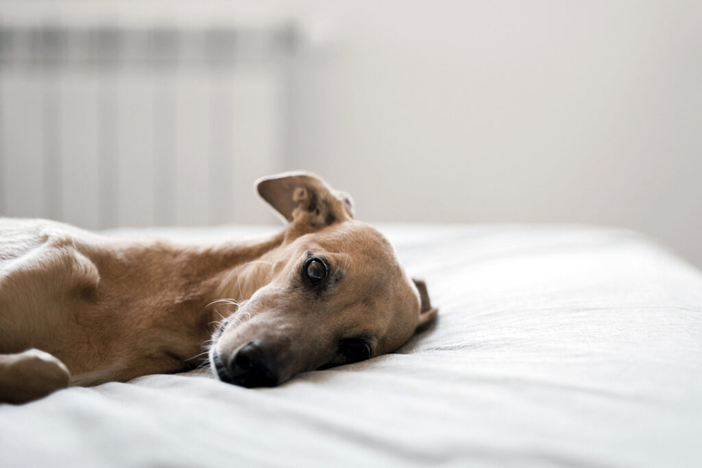 Veterinarios advierten sobre riesgos de hidratación inadecuada en perros y gatos durante temporada de calor extremo