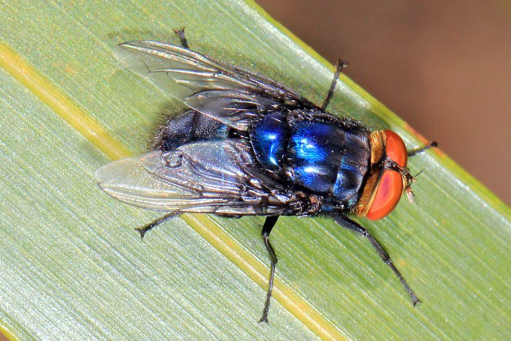 .@SecRollins today provided an update on USDA’s ongoing partnership with Mexico to combat the New World Screwworm. Actions include: 🏢 Investing in existing sterile fruit fly production facility🐄 Ongoing live animal import control🔎 Enhanced surveillance… pic.twitter.com/lYpWTryCnB— Dept. of Agriculture (@USDA) May 27, 2025