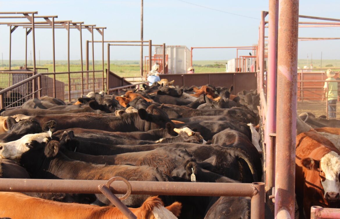 Gusano barrenador paraliza exportación ganadera a EU