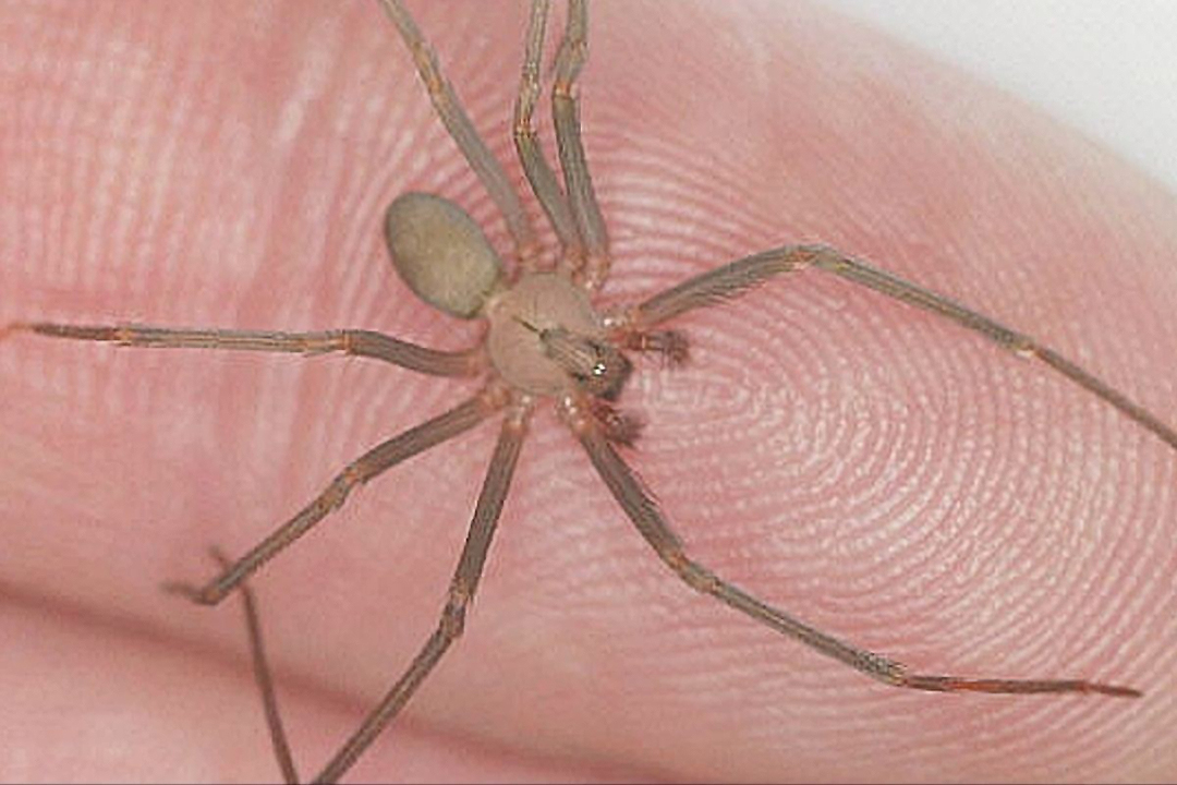 Araña Violinista ataca: México en emergencia sanitaria