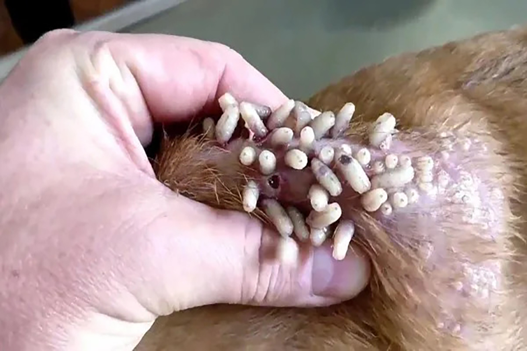 Gusano mortal infecta a perros en México