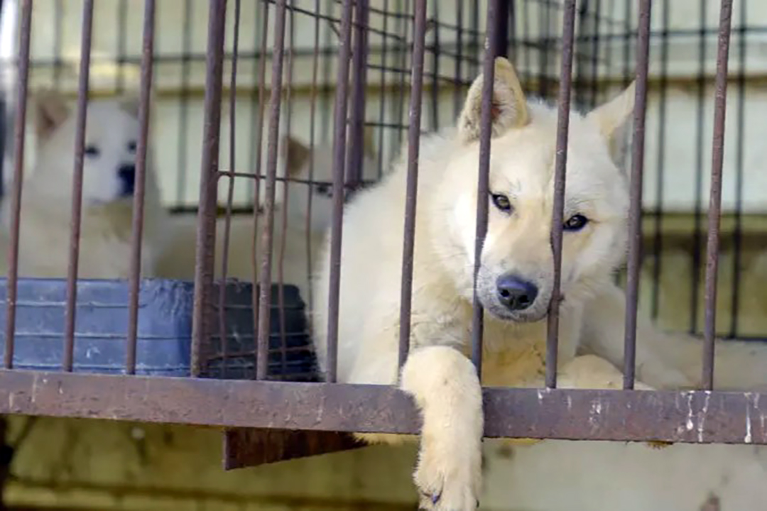 Prohibición deja a criadores con 500 mil perros