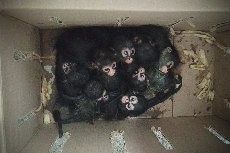 Gabinete de Seguridad incauta desde lanzacohetes hasta moños araña