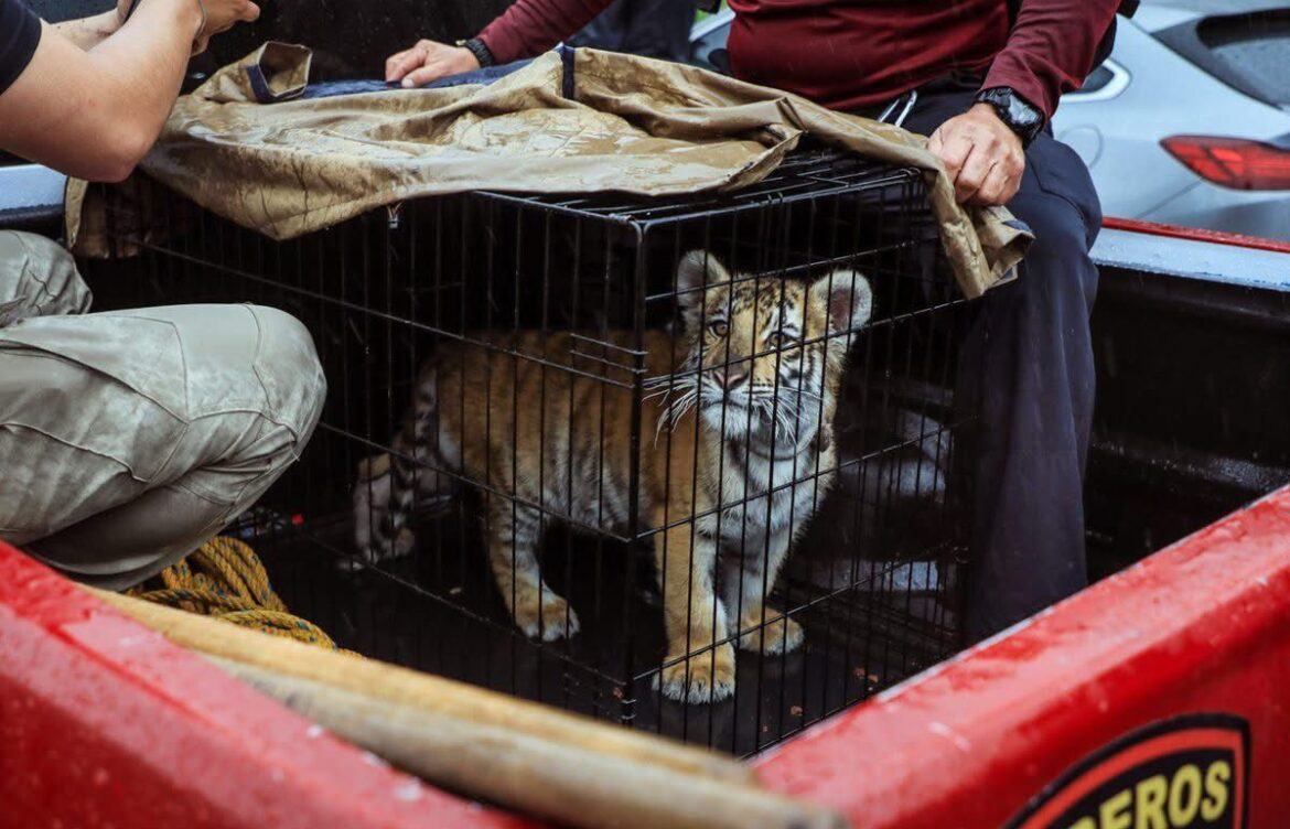 Juárez y Naucalpan: Tigres vivían como mascotas