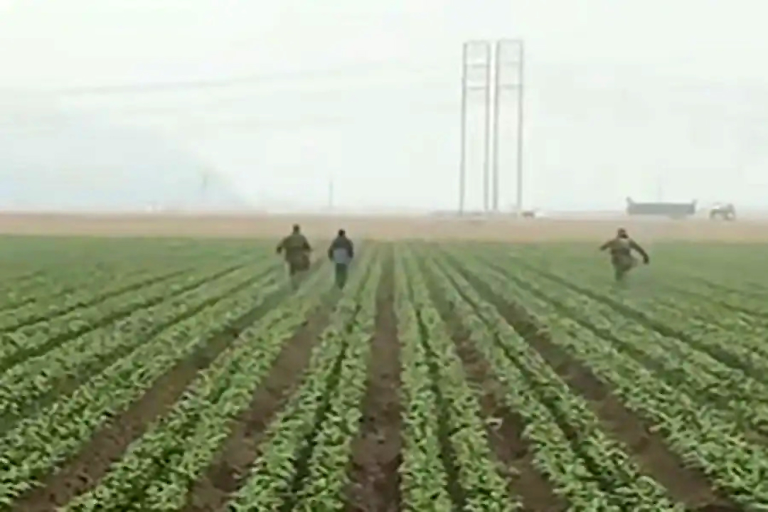 ICE intensifica persecución de migrantes en campos agrícolas