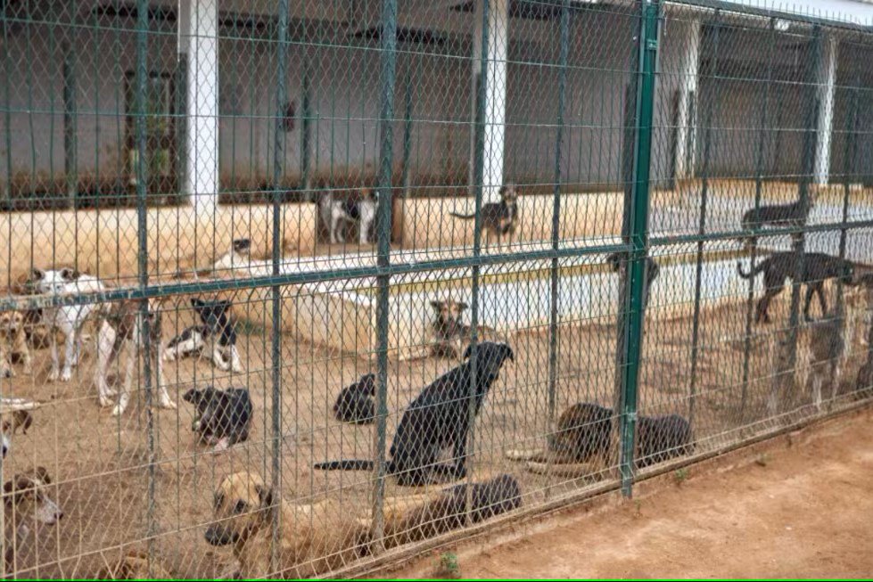 Marruecos sacrifica perros callejeros antes del Mundial