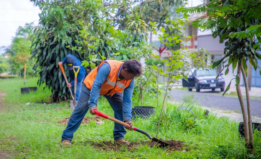 Celebrará Xalapa Día del Medio Ambiente con jornada de reforestación