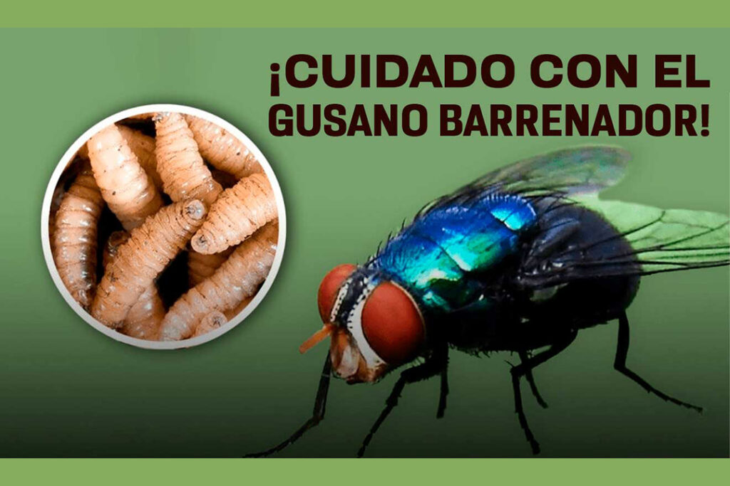 🌡️ Abren frontera al ganado… pero la cierran otra vez 🐄🚫