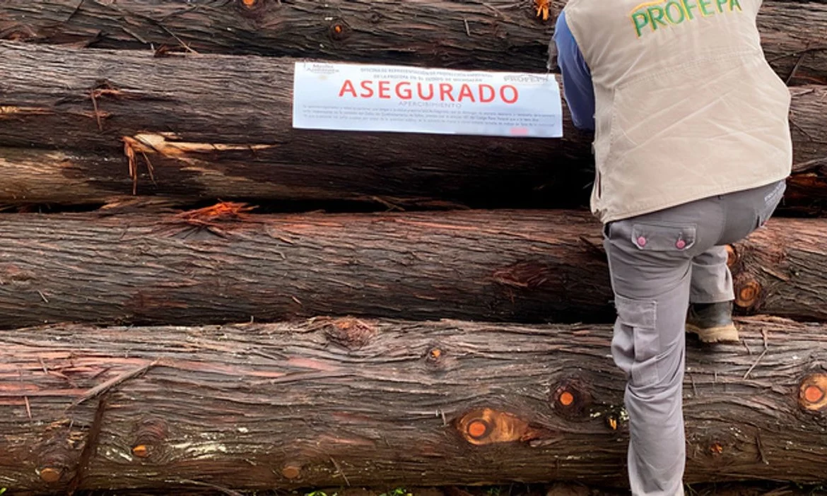 Profepa presenta denuncias por tala ilegal en la Reserva de la Biósfera de la Mariposa Monarca