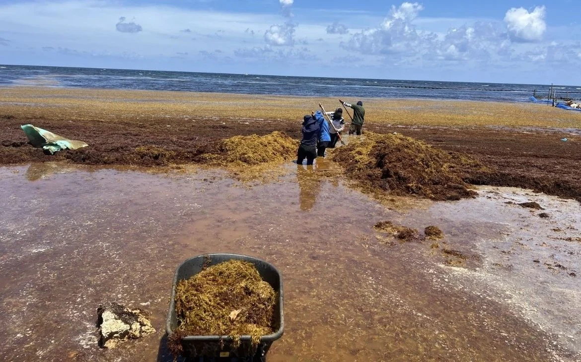 Recolectan 300 toneladas de sargazo en Quintana Roo durante la primera quincena de agosto