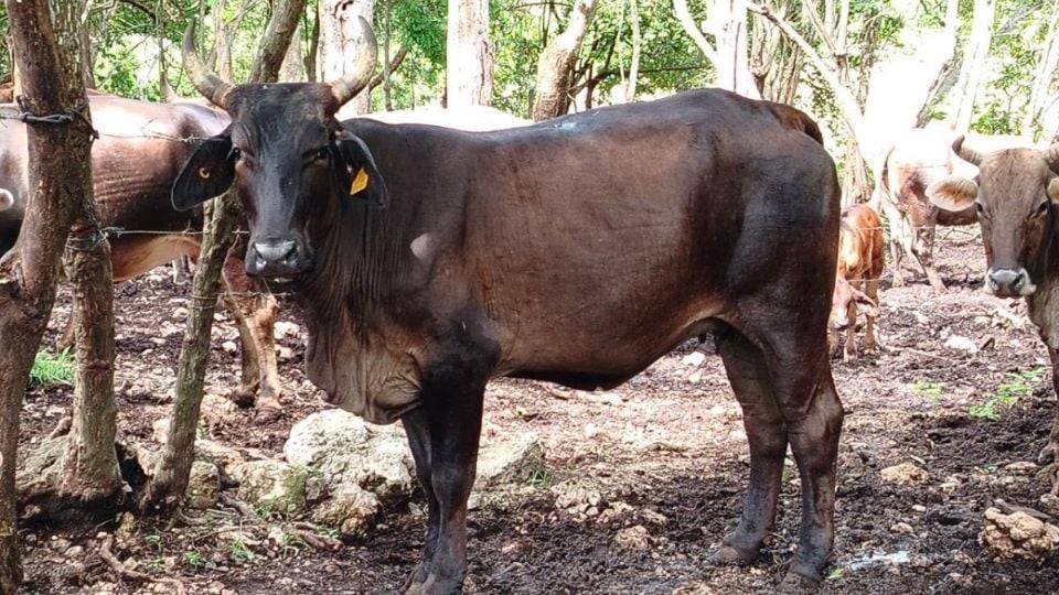 Yucatán enfrenta nuevo repunte del gusano barrenador con 82 animales afectados
