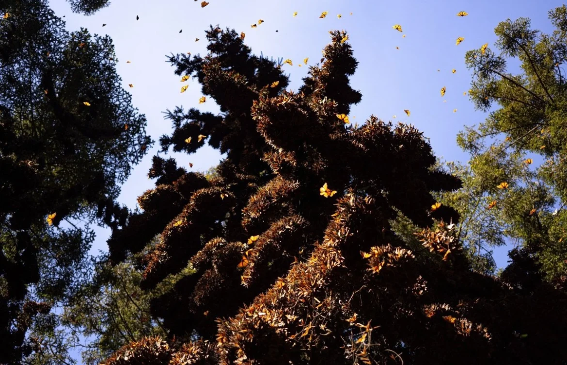Profepa clausura predio en la Reserva de la Biosfera de la Mariposa Monarca por tala ilegal