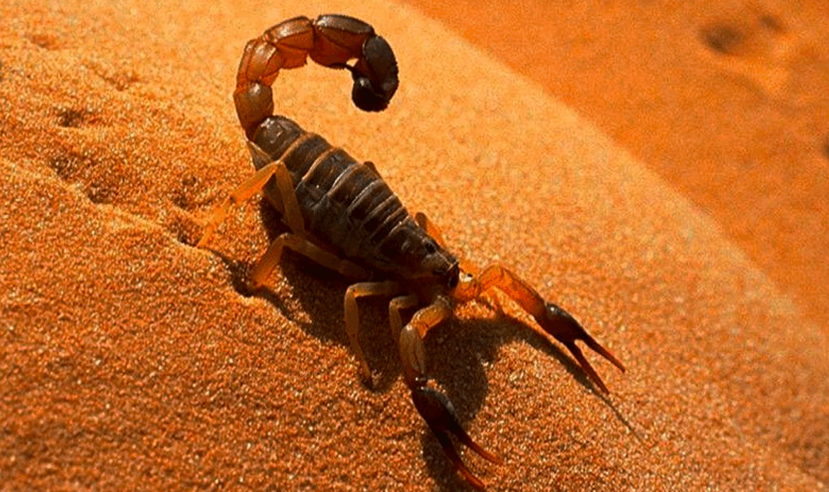 Niña muere por picadura de alacrán en Hermosillo