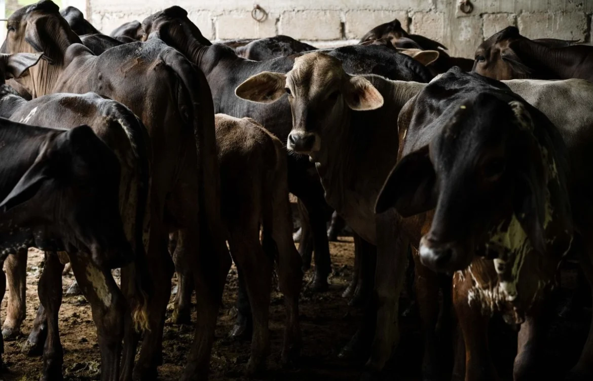 Impulso al sector ganadero del norte avanza para abastecer el mercado nacional