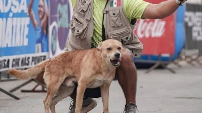Muere “Chicles”, perrito maratonista de Tijuana; su dueño denuncia envenenamiento