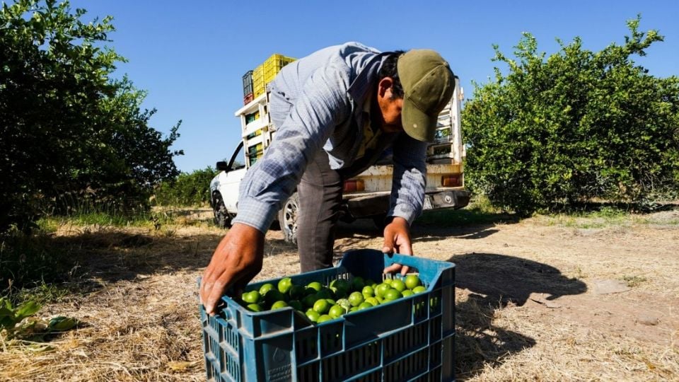 Identifica gobierno federal a siete grupos criminales por extorsiones a limoneros en Michoacán