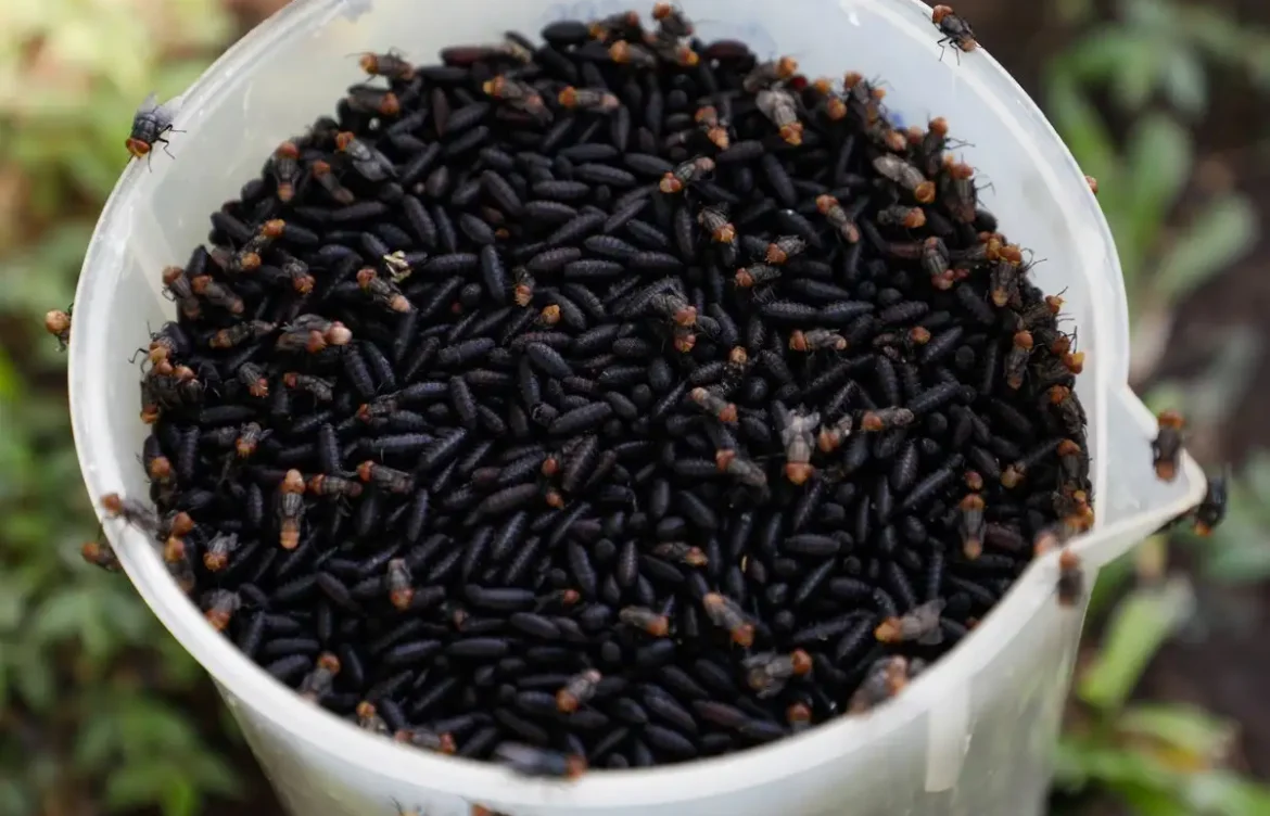 México y EE. UU. invierten 51 mdd para erradicar la plaga del gusano barrenador del ganado