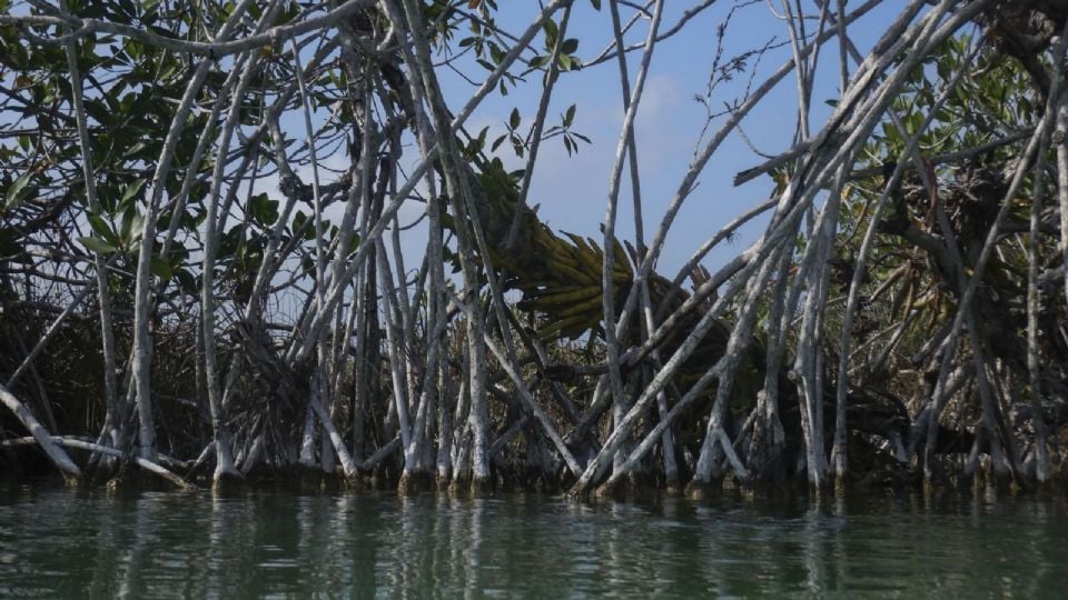 Clausuran 31 desarrollos inmobiliarios en 14 estados por daños al medio ambiente