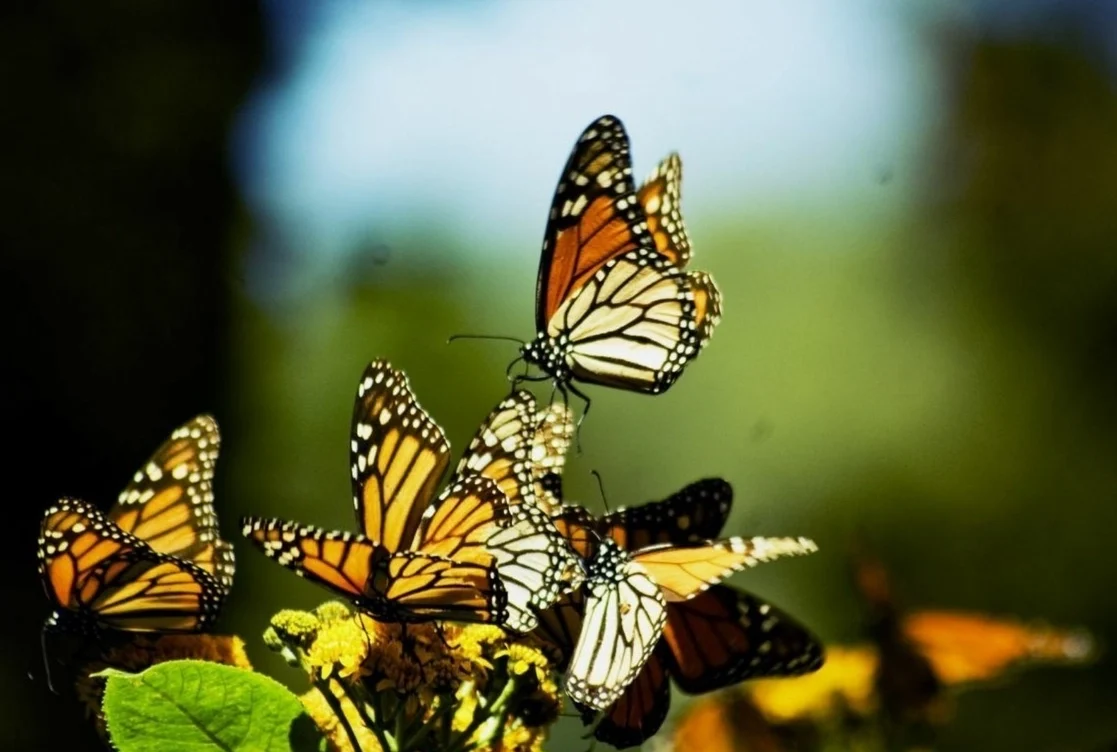 Comienza el espectáculo natural de la mariposa monarca en los bosques de Michoacán